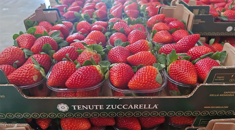 Fragole - Basilicata - 30 euro a collo da 2,5 Kg
